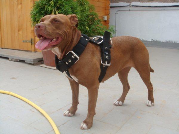 Nomes para Pitbull: Uma lista criativa para o novo membro da família 3 pitbull