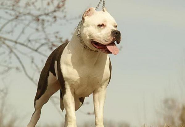 Você sabia que nem toda a raça de cachorro pode nadar? 9 Pitbull Colby