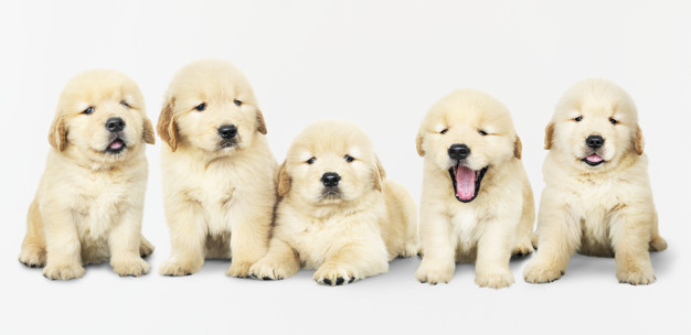 filhote de golden