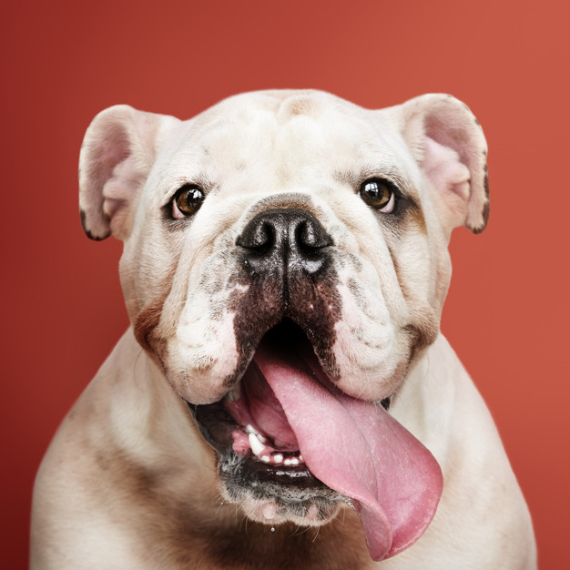 Como escolher um cão de guarda - Dicas e raças 4 retrato de cachorro adoravel bulldog branco 53876 64845