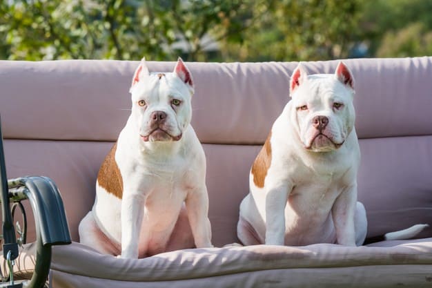 cachorro é branco ou albino