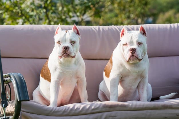 American bully branco