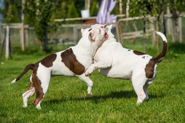 American bully 
