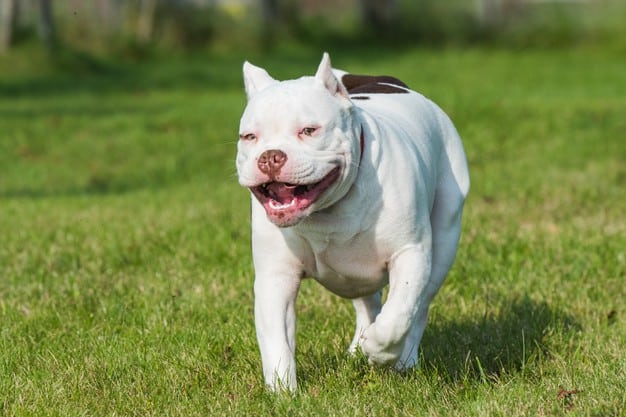 American Bully branco