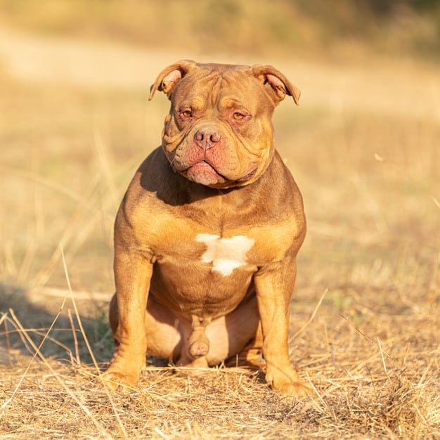 American bully