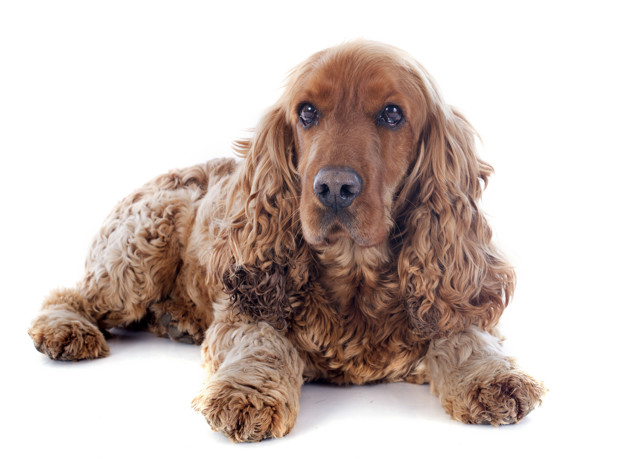 Cocker spaniel