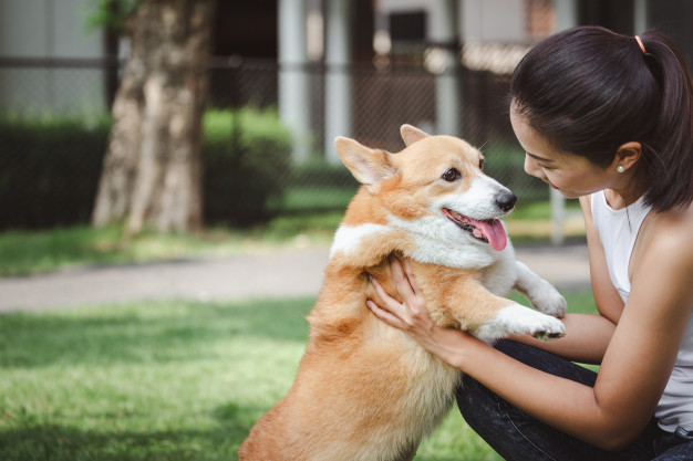 Corgi