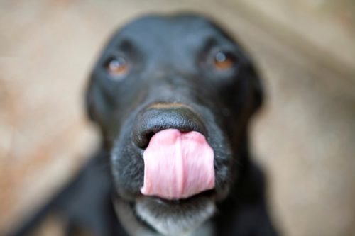 8 Raças de cachorros que mais babam 1 black dog licking nose 19485 33838