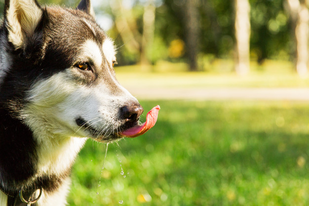 sede excessiva em cães