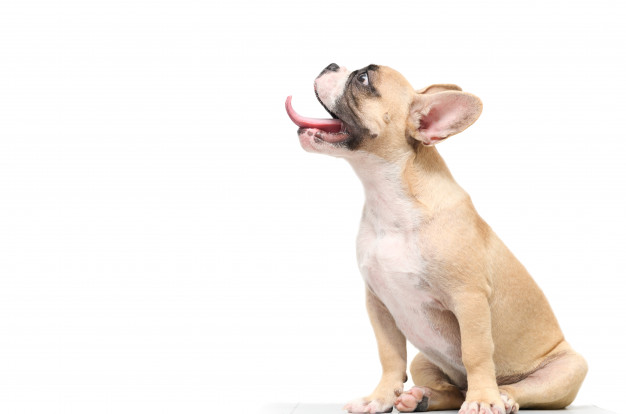buldogue frances com fome isolado no branco 34435 2925