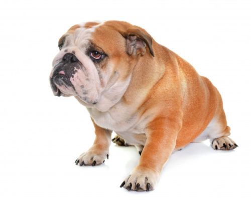 8 Raças de cachorros que mais babam 10 cachorros que mais babam