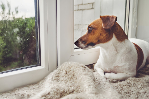 cachorro com medo de chuva