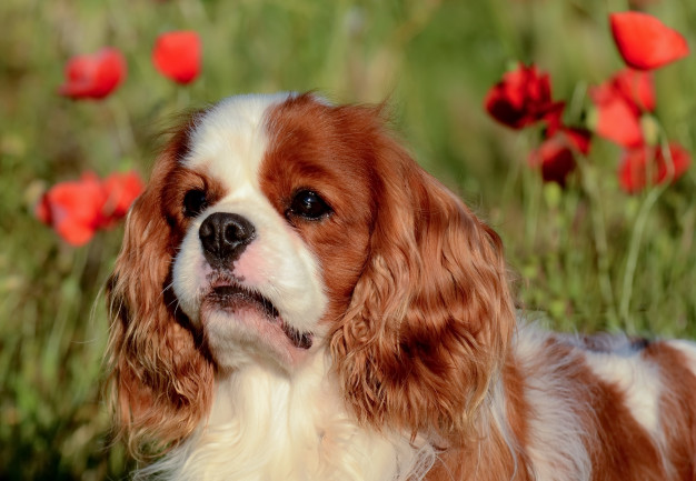 cavalier-king-charles