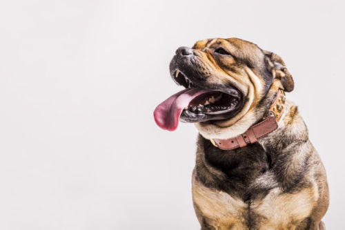 8 Raças de cachorros que mais babam 2 cachorros que mais babam