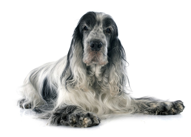 Cocker spaniel