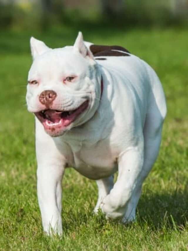 cropped-American-bully-8.jpg