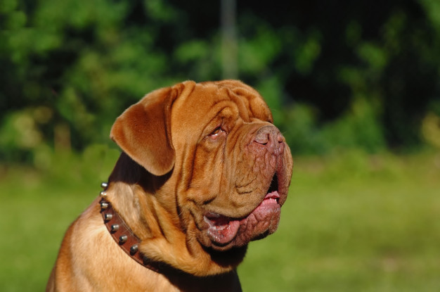 Dogue de Bordeaux