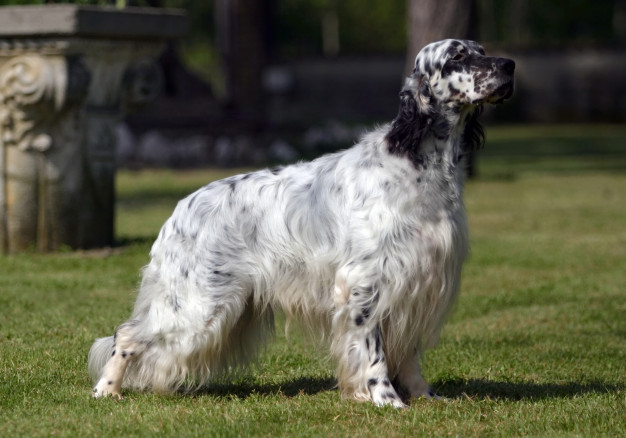 setter