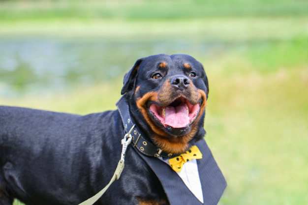 rottweiler