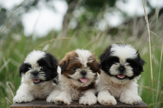 personalidade do shih tzu