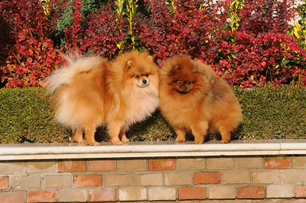 13 Fatos interessantes sobre o Spitz Alemão 5 spitz alemão