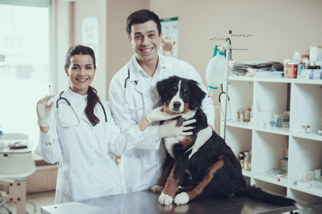 quimioterapia para cães