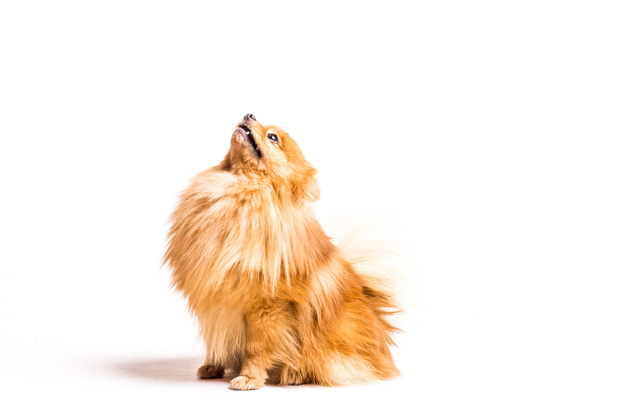 13 Fatos interessantes sobre o Spitz Alemão 4 spitz