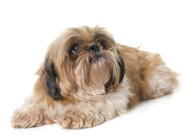 shih tzu