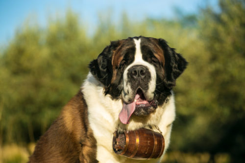 8 Raças de cachorros que mais babam 3 são Bernardo