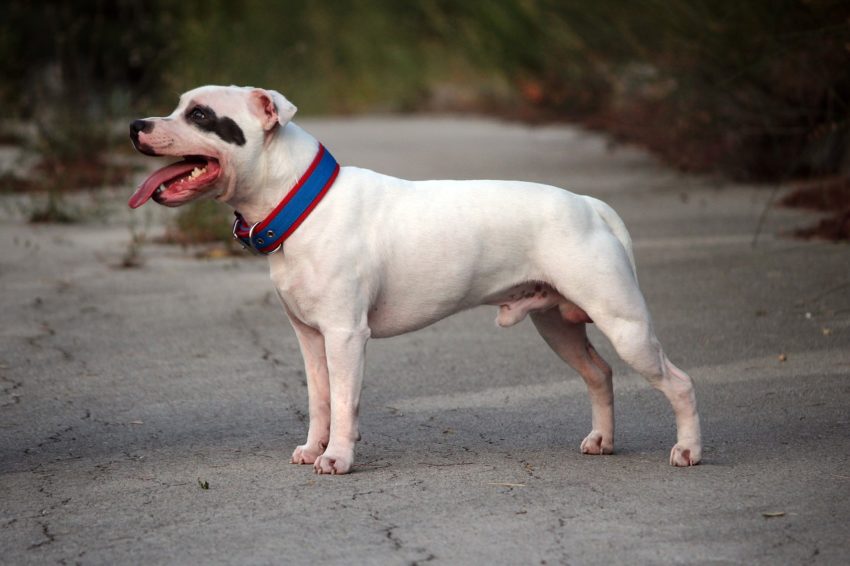 tipos de pitbull
