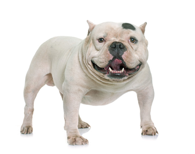 american bully