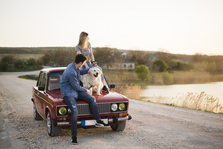 Seguro de viagens para cachorros? Descubra aqui! 1 Seguro de viagens para cachorros