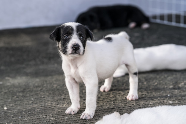evitar que o cão seja roubado