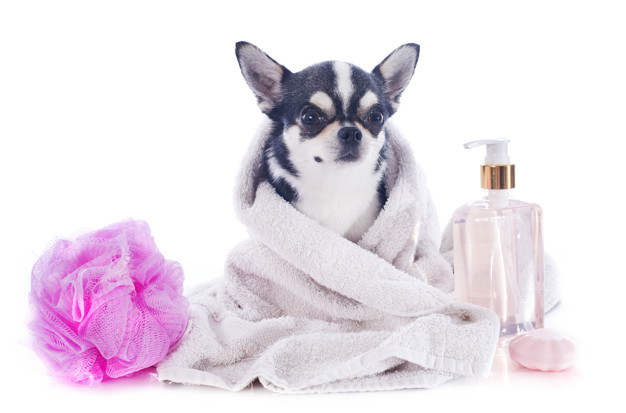 O que se deve saber sobre o banho e tosa? 3 banho e tosa