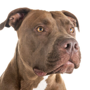 Pit Bulls Red Nose