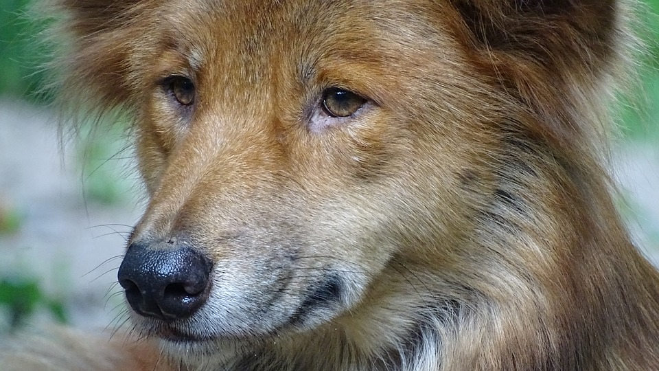 dingo