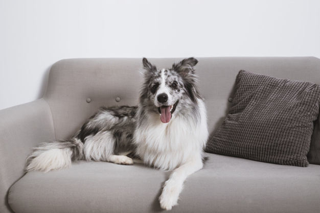 Border collie