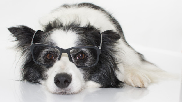 Quantas palavras um cão pode entender? 5 cachorro mais ineligente