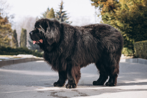 Adestramento de cães idosos - Confira as dicas 1 bons hábitos