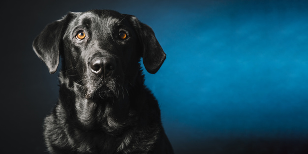 cachorro preto sozinho