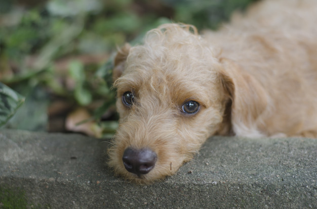 Adestramento de cães idosos - Confira as dicas 4 adestramento de cães idosos