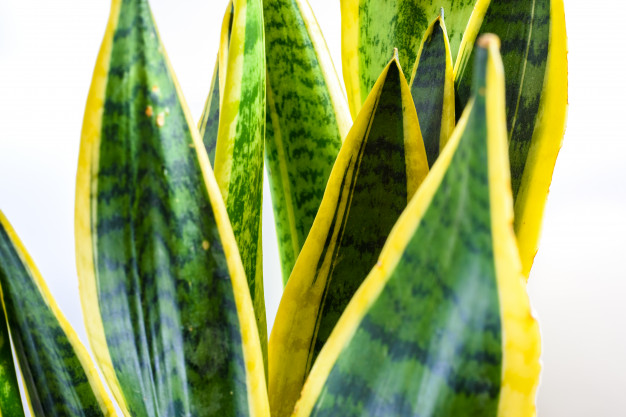 Conheça as principais plantas venenosas para cães e gatos 7 plantas venenosas para cães