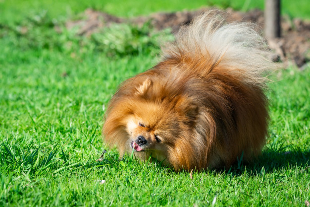 Por que os cães comem grama? Mitos versus Realidade 1 cachorro comendo grama