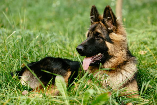 cachorros grandes e fofinhos