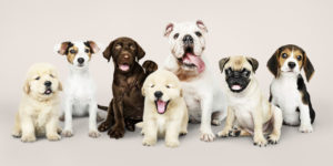 Cães de várias raças Foto: Freepik