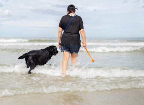 levar o cachorro para praia