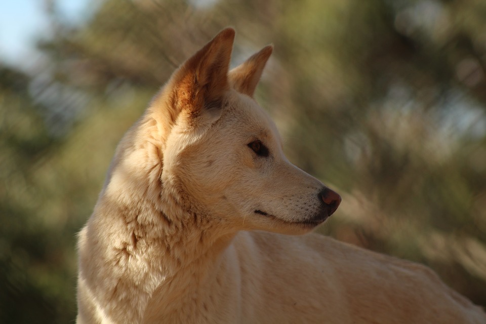 dingo