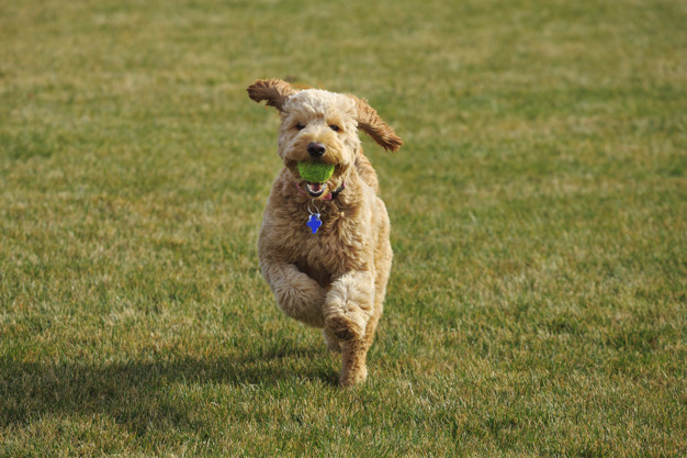 Colapso de traqueia em cães 5 cachorro poodle