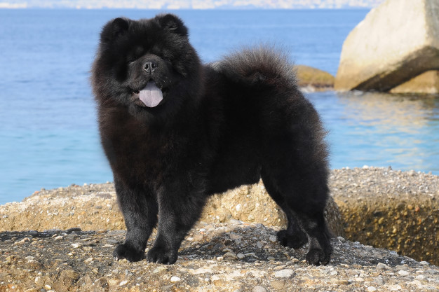 chow chow
