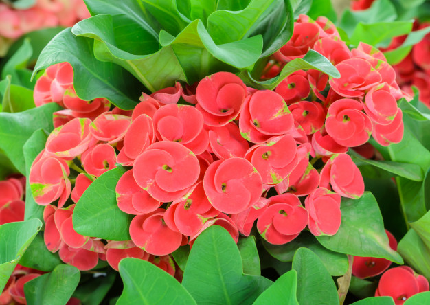 Conheça as principais plantas venenosas para cães e gatos 10 plantas venenosas para cães